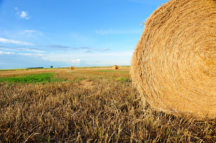 Farming In Saskatchewan