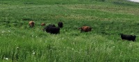 Saskatchewan Soil Association Field Day